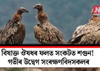 বিষাক্ত ঔষধৰ ফলত সংকটত শগুন! গভীৰ উদ্বেগ সংৰক্ষণবিদসকলৰ