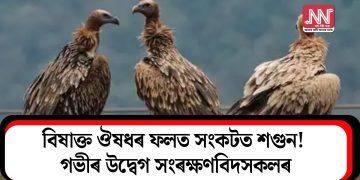 বিষাক্ত ঔষধৰ ফলত সংকটত শগুন! গভীৰ উদ্বেগ সংৰক্ষণবিদসকলৰ