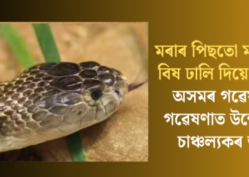 মৰাৰ পিছতো মাৰাত্মক বিষ ঢালি দিয়ে সাপে! অসমৰ গৱেষকৰ গৱেষণাত উন্মোচিত চাঞ্চল্যকৰ তথ্য