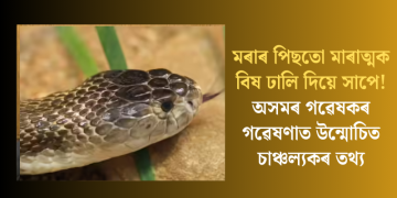 মৰাৰ পিছতো মাৰাত্মক বিষ ঢালি দিয়ে সাপে! অসমৰ গৱেষকৰ গৱেষণাত উন্মোচিত চাঞ্চল্যকৰ তথ্য