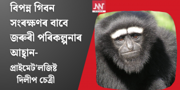 বিপন্ন গিবন সংৰক্ষণৰ বাবে জৰুৰী পৰিকল্পনাৰ আহ্বান- প্ৰাইমেট’লজিষ্ট দিলীপ চেত্ৰীৰ