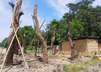 অসম চৰকাৰক স্থানান্তৰিত গছৰ অৱস্থাৰ প্ৰতিবেদন দিবলৈ নিৰ্দেশ গুৱাহাটী উচ্চ ন্যায়ালয়ৰ