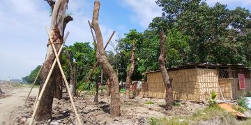 অসম চৰকাৰক স্থানান্তৰিত গছৰ অৱস্থাৰ প্ৰতিবেদন দিবলৈ নিৰ্দেশ গুৱাহাটী উচ্চ ন্যায়ালয়ৰ