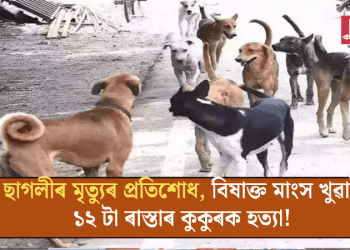 ছাগলীৰ মৃত্যুৰ প্ৰতিশোধ, বিষাক্ত মাংস খুৱাই ১২ টা ৰাস্তাৰ কুকুৰক হত্যা!