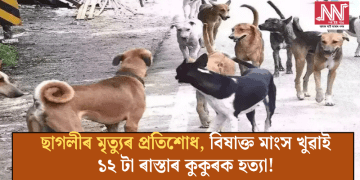 ছাগলীৰ মৃত্যুৰ প্ৰতিশোধ, বিষাক্ত মাংস খুৱাই ১২ টা ৰাস্তাৰ কুকুৰক হত্যা!