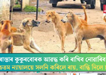 ৰাস্তাৰ কুকুৰবোৰক আৱদ্ধ কৰি ৰাখিব নোৱাৰিব; উচ্চতম ন্যায়ালয়ে সলনি কৰিলে ৰায়, বান্ধি দিলে চৰ্ত!