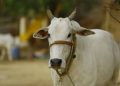 জাতীয় জন্তু হিচাপে ঘোষণা কৰা হ’ব গৰুক ! কেন্দ্ৰই কি জনালে সংসদত?
