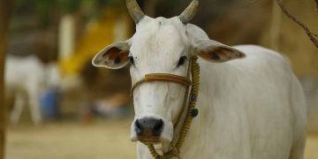 জাতীয় জন্তু হিচাপে ঘোষণা কৰা হ’ব গৰুক ! কেন্দ্ৰই কি জনালে সংসদত?