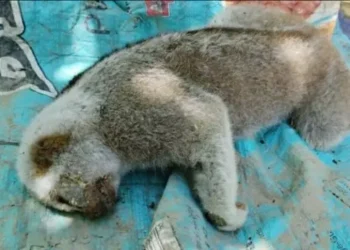 তিনিচুকীয়াত বিদ্যুৎস্পৃষ্ট হোৱা লাজুকী বান্দৰ উদ্ধাৰ