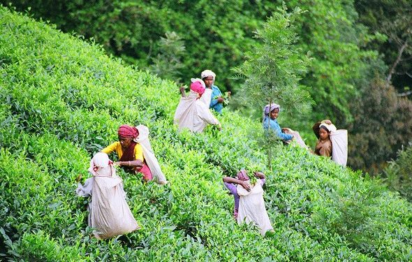 ফটো সংগৃ্হীত