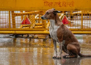পথৰ কুকুৰ ধৰা আৰু স্থানান্তৰকৰণৰ সন্দৰ্ভত আজি শীৰ্ষ আদালতে দিব ৰায়