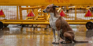 পথৰ কুকুৰ ধৰা আৰু স্থানান্তৰকৰণৰ সন্দৰ্ভত আজি শীৰ্ষ আদালতে দিব ৰায়