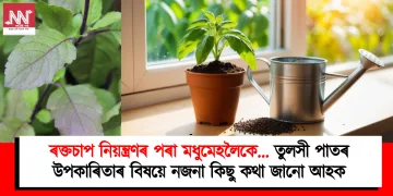 ৰক্তচাপ নিয়ন্ত্ৰণৰ পৰা মধুমেহলৈকে… তুলসী পাতৰ উপকাৰিতাৰ বিষয়ে নজনা কিছু কথা জানো আহক