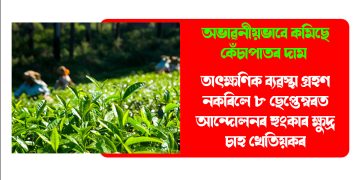 অভাৱনীয়ভাবে কমিছে কেঁচাপাতৰ দাম : তাৎক্ষণিক ব্যৱস্থা গ্ৰহণ নকৰিলে ৮ ছেপ্তেম্বৰত আন্দোলনৰ হুংকাৰ ক্ষুদ্ৰ চাহ খেতিয়কৰ