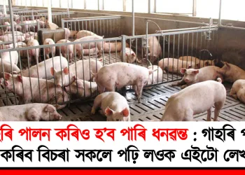 গাহৰি পালন কৰিও চুব পাৰি আকাশ : গাহৰি পালন কৰিব বিচৰা সকলে পঢ়ি লওক এইটো লেখা