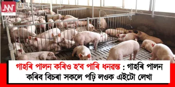 গাহৰি পালন কৰিও চুব পাৰি আকাশ : গাহৰি পালন কৰিব বিচৰা সকলে পঢ়ি লওক এইটো লেখা