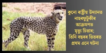 কুনো ৰাষ্ট্ৰীয় উদ্যানত নাহৰফুটুকীৰ আক্ৰমণত মৃত্যু চিতাৰ; তিনি বছৰৰ ভিতৰত প্ৰথম এনে ঘটনা