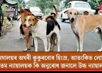 মেঘালয়ৰ অঘৰী কুকুৰবোৰ হিংস্ৰ, আতংকিত লোক! উচ্চতম ন্যায়ালয়ক কি অনুৰোধ জনালে উচ্চ ন্যায়ালয়ে?