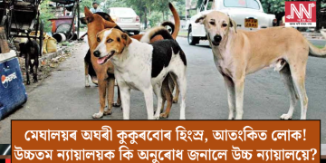 মেঘালয়ৰ অঘৰী কুকুৰবোৰ হিংস্ৰ, আতংকিত লোক! উচ্চতম ন্যায়ালয়ক কি অনুৰোধ জনালে উচ্চ ন্যায়ালয়ে?