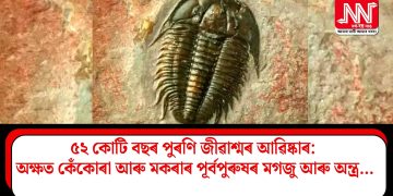 ৫২ কোটি বছৰ পুৰণি জীৱাশ্মৰ আৱিষ্কাৰ: অক্ষত কেঁকোৰা আৰু মকৰাৰ পূৰ্বপুৰুষৰ মগজু আৰু অন্ত্ৰ…