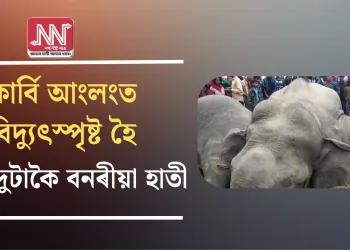 কাৰ্বি আংলংত বিদ্যুৎস্পৃষ্ট হৈ মৃত্যু দুটাকৈ বনৰীয়া হাতী