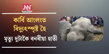 কাৰ্বি আংলংত বিদ্যুৎস্পৃষ্ট হৈ মৃত্যু দুটাকৈ বনৰীয়া হাতী