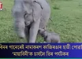 জুবিনৰ গানেৰেই নামাকৰণ কাজিৰঙাৰ হাতী পোৱালি; ‘মায়াবিনী’ক চাবলৈ ভিৰ পৰ্যটকৰ