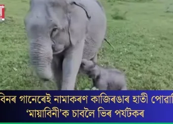 জুবিনৰ গানেৰেই নামাকৰণ কাজিৰঙাৰ হাতী পোৱালি; ‘মায়াবিনী’ক চাবলৈ ভিৰ পৰ্যটকৰ