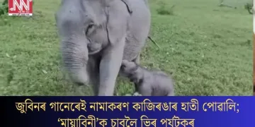 জুবিনৰ গানেৰেই নামাকৰণ কাজিৰঙাৰ হাতী পোৱালি; ‘মায়াবিনী’ক চাবলৈ ভিৰ পৰ্যটকৰ