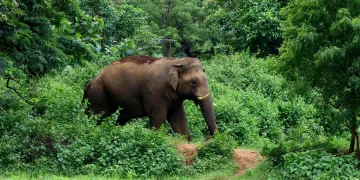 ভাৰতৰ মুঠ হাতীৰ ৬০%  আছে হাতী কৰ্ণাটক, অসম আৰু তামিলনাডুতঃ প্ৰতিবেদন