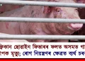 আফ্ৰিকান ছোৱাইন ফিভাৰৰ ফলত অসমত গাহৰিৰ ব্যাপক মৃত্যু; ৰোগ নিয়ন্ত্ৰণৰ ক্ষেত্ৰত ব্যৰ্থ ‎চৰকাৰ