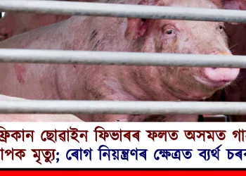আফ্ৰিকান ছোৱাইন ফিভাৰৰ ফলত অসমত গাহৰিৰ ব্যাপক মৃত্যু; ৰোগ নিয়ন্ত্ৰণৰ ক্ষেত্ৰত ব্যৰ্থ ‎চৰকাৰ