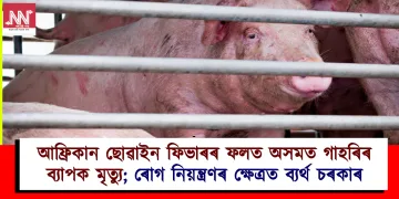 আফ্ৰিকান ছোৱাইন ফিভাৰৰ ফলত অসমত গাহৰিৰ ব্যাপক মৃত্যু; ৰোগ নিয়ন্ত্ৰণৰ ক্ষেত্ৰত ব্যৰ্থ ‎চৰকাৰ