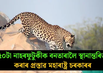 ৫০টা নাহৰফুটুকীক বনতাৰালৈ স্থানান্তৰিত কৰাৰ প্ৰস্তাৱ মহাৰাষ্ট্ৰ চৰকাৰৰ