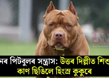 পুনৰ পিটবুলৰ সন্ত্ৰাস: উত্তৰ দিল্লীত শিশুৰ কাণ ছিঙিলে হিংস্ৰ কুকুৰে