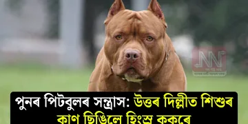 পুনৰ পিটবুলৰ সন্ত্ৰাস: উত্তৰ দিল্লীত শিশুৰ কাণ ছিঙিলে হিংস্ৰ কুকুৰে