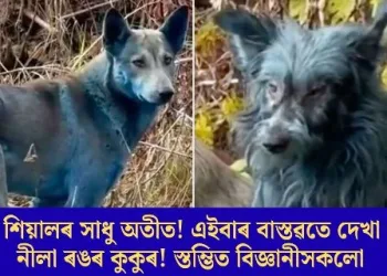 নীলা শিয়ালৰ সাধু অতীত! এইবাৰ বাস্তৱতে দেখা গ’ল নীলা ৰঙৰ কুকুৰ! স্তম্ভিত বিজ্ঞানীসকলো