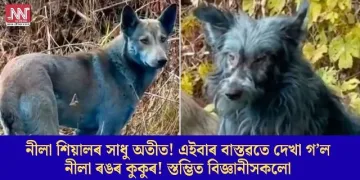 নীলা শিয়ালৰ সাধু অতীত! এইবাৰ বাস্তৱতে দেখা গ’ল নীলা ৰঙৰ কুকুৰ! স্তম্ভিত বিজ্ঞানীসকলো