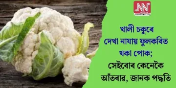 খালী চকুৰে দেখা নাযায় ফুলকবিত থকা পোক; সেইবোৰ কেনেকৈ আঁতৰাৱ, জানক পদ্ধতি