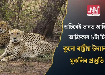 অচিৰেই ভাৰত আহি পাব আফ্ৰিকাৰ ৮টা চিতা; কুনো ৰাষ্ট্ৰীয় উদ্যানত মুকলিৰ প্ৰস্তুতি