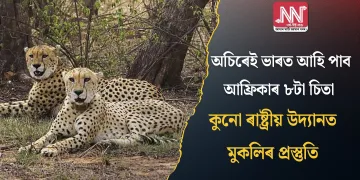 অচিৰেই ভাৰত আহি পাব আফ্ৰিকাৰ ৮টা চিতা; কুনো ৰাষ্ট্ৰীয় উদ্যানত মুকলিৰ প্ৰস্তুতি