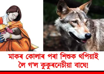 মাকৰ কোলাৰ পৰা শিশুক থপিয়াই লৈ গ’ল কুকুৰনেচীয়া বাঘে!