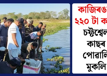 কাজিৰঙাত ২২০ টা ক’লা চফ্টশ্বেল কাছৰ পোৱালি মুকলি