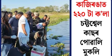 কাজিৰঙাত ২২০ টা ক’লা চফ্টশ্বেল কাছৰ পোৱালি মুকলি