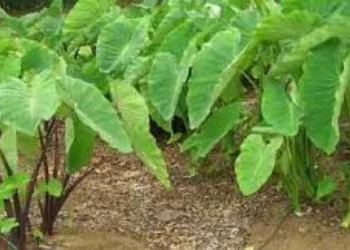 কচু শাক খোৱাৰ উপকাৰিতা