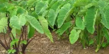 কচু শাক খোৱাৰ উপকাৰিতা
