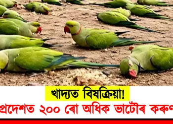 খাদ্যত বিষক্ৰিয়া! মধ্যপ্ৰদেশত ২০০ ৰো অধিক ভাটৌৰ কৰুণ মৃত্যু
