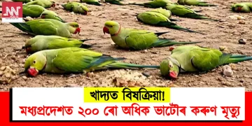 খাদ্যত বিষক্ৰিয়া! মধ্যপ্ৰদেশত ২০০ ৰো অধিক ভাটৌৰ কৰুণ মৃত্যু