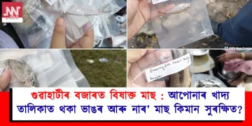 গুৱাহাটীৰ বজাৰত বিষাক্ত মাছ : আপোনাৰ খাদ্য তালিকাত থকা ভাঙৰ আৰু নাৰ’ মাছ কিমান সুৰক্ষিত?