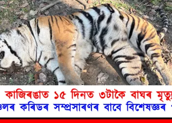 কাজিৰঙাত বাঘৰ মৃত্যু: বনাঞ্চলৰ কৰিডৰ সম্প্ৰসাৰণৰ বাবে বিশেষজ্ঞৰ পৰামৰ্শ